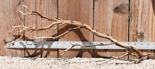 Manzanita #2793 22"x6"x9"