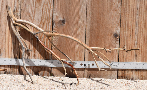 Manzanita #2794 22"x8"x12"