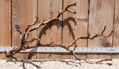 Manzanita #2795 22"x9"x13"