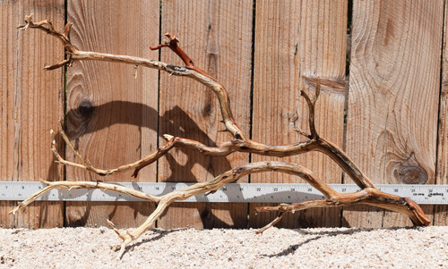 Manzanita #2798 24"x8"x13"