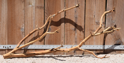 Xlg Manzanita #2800 31"x10"x15"