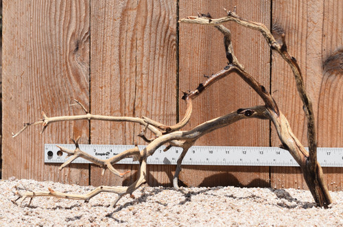 Manzanita #2915 18"x11"x11"
