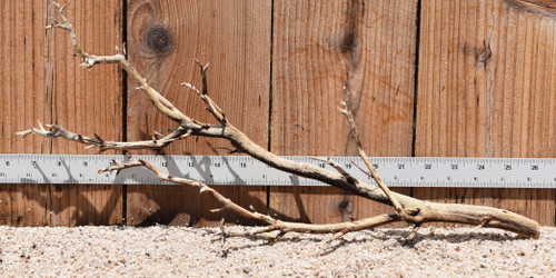 Manzanita #2923 19"x4"x9"