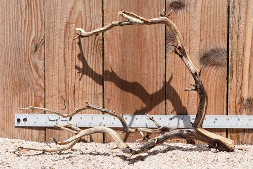 Manzanita #2924 19"x8"x12"