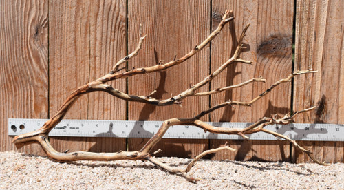 Manzanita #3009 21"x9"x11"