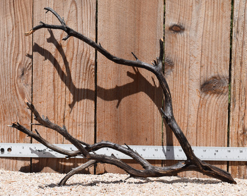 Uncleaned Manzanita 3037 18"x9"x14"