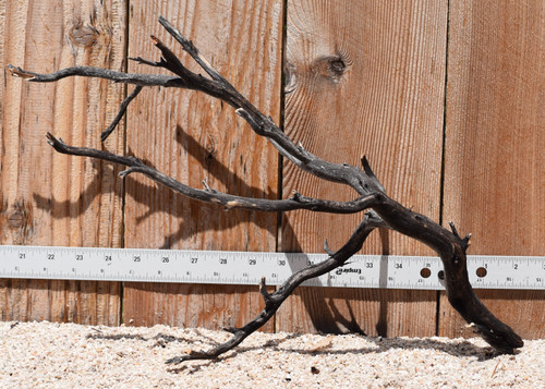 Uncleaned Manzanita 3038 17"x7"x12"