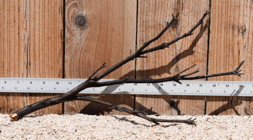 Uncleaned Manzanita 3039 18"x5"x8"