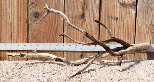 Manzanita #3161 22"x12"x10"