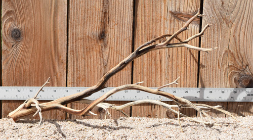 Manzanita #3164 19"x8"x10"