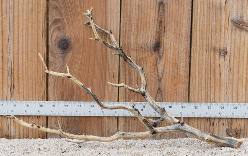 Manzanita #3189 17"x6"x10"