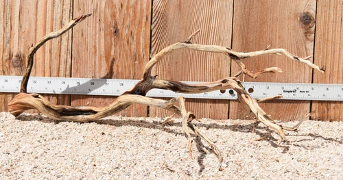 Manzanita #3308 20"x12"x8"