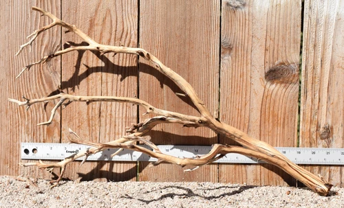 Manzanita #3627 22"x9"x12"