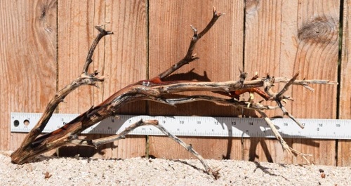 Manzanita #3642 19"x8"x9"