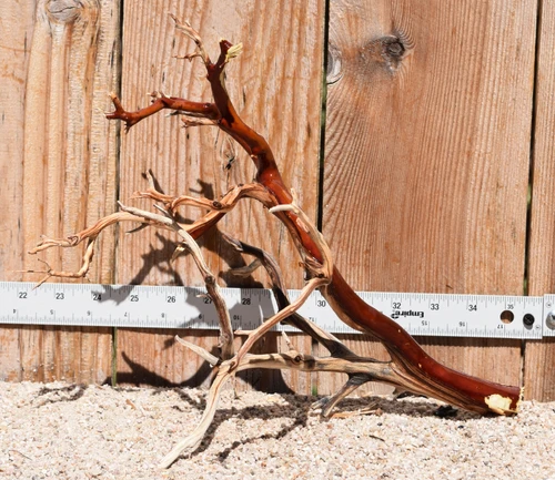 Manzanita #3643 12"x9"x11"