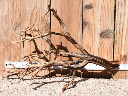 Manzanita #3786 21"x12"x13"