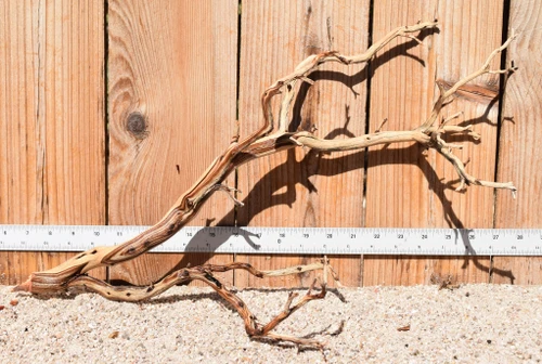 Manzanita #3800 21"x9"x12"