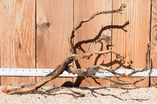 Manzanita #3802 21"x10"x13"