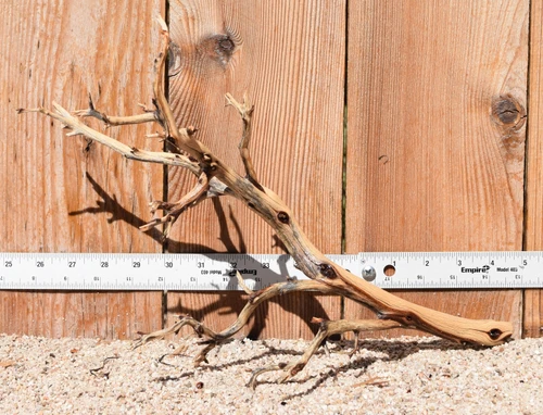 Manzanita #3805 15"x9"x11"