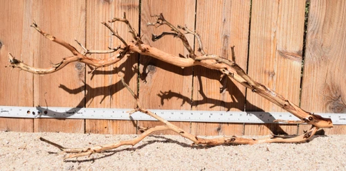 Xlg Manzanita #3844 30"x10"x13"