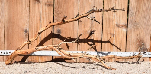 Xlg Manzanita #3846 31"x12"x13"