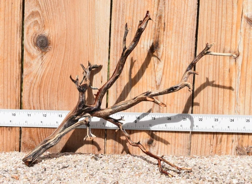 Manzanita #3985 13"x6"x10"