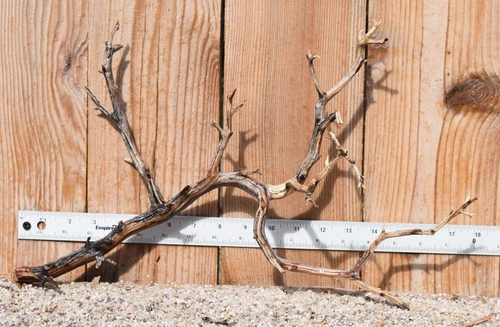 Manzanita #3995 18"x7"x11"
