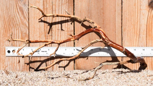 Manzanita #4104 17"x8"x8"
