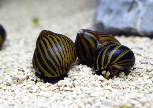 5 Zebra Nerite Snails