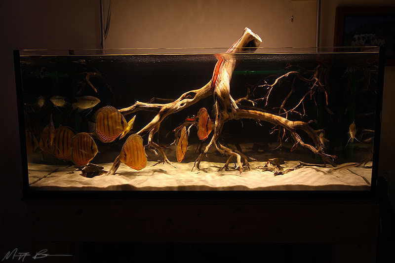  Stunning Aquarium Driftwood, Stones, & Fish