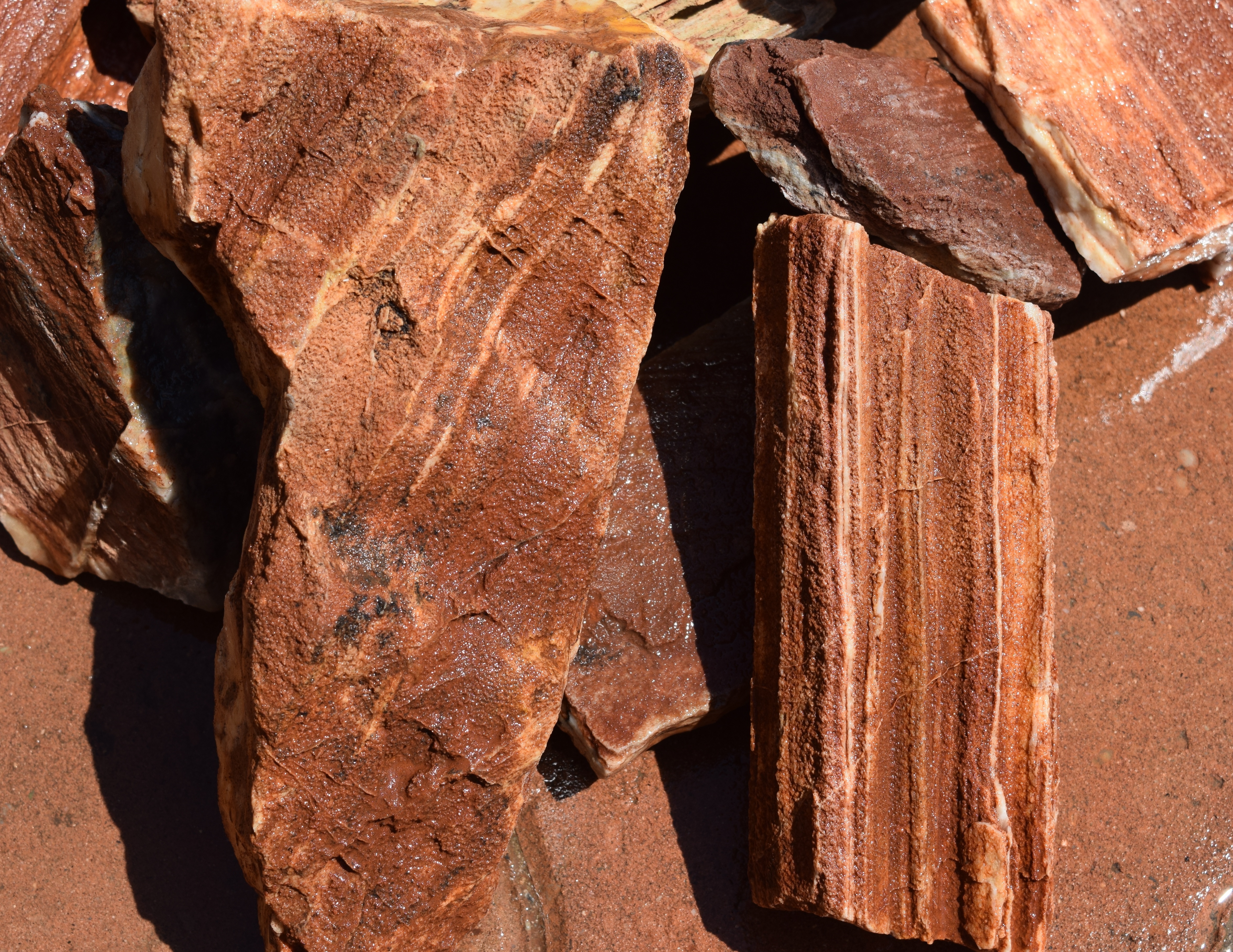 Red Petrified Wood