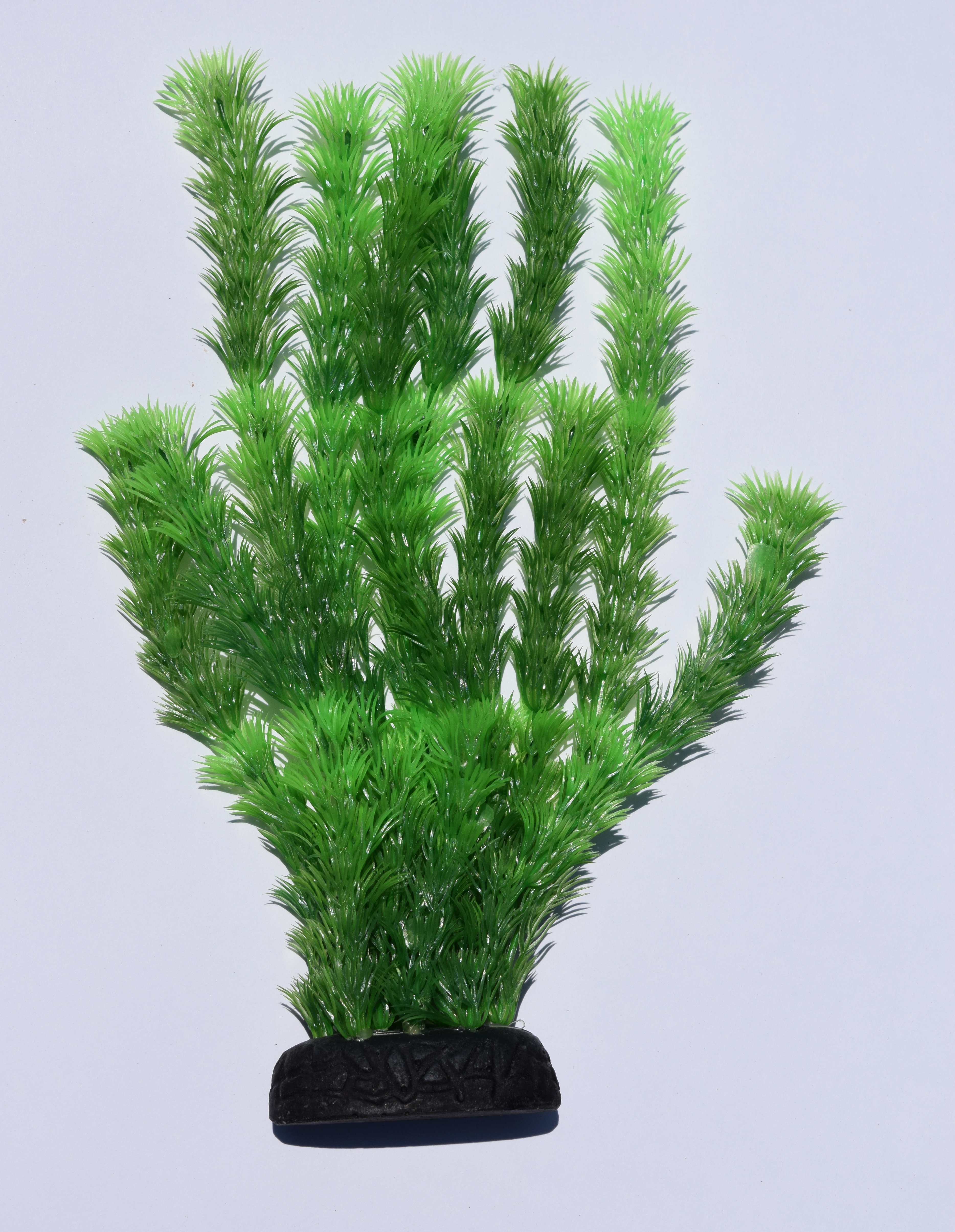 Green Hornwort