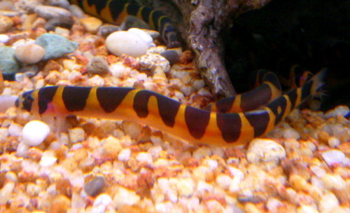 Kalouch Fish Khuli Loach - Manzanita-Driftwood.com