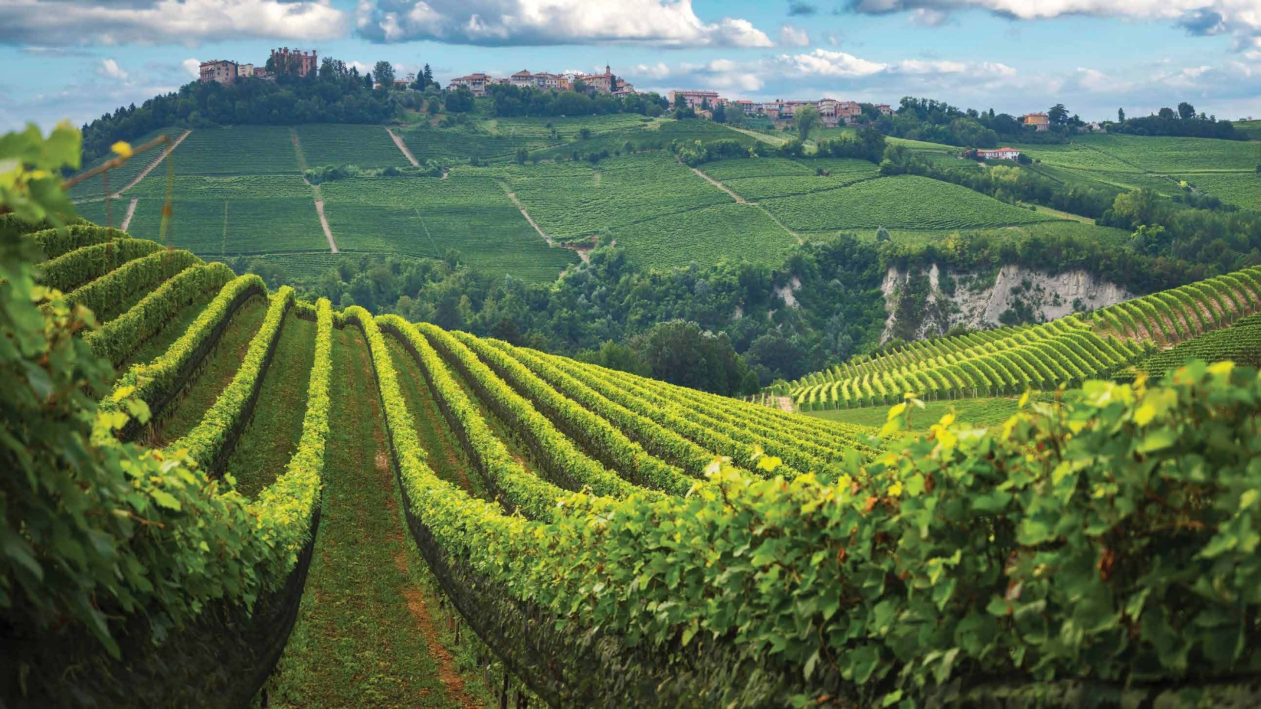 Fattoria La Magia vineyard view in Montalcino