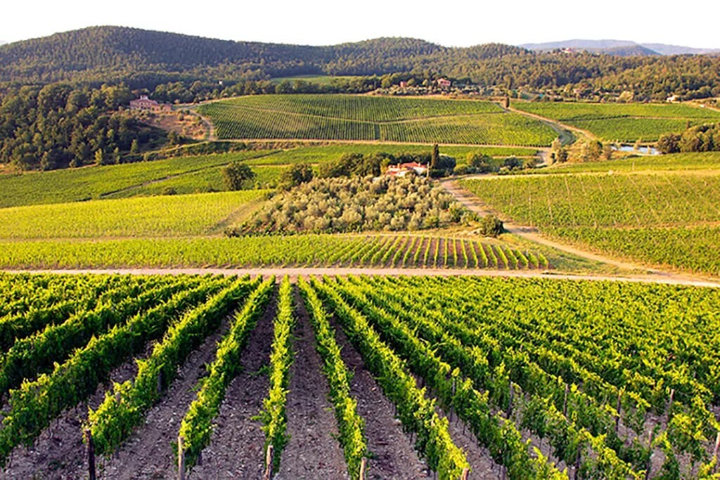 Tuscan vineyard rows in late light