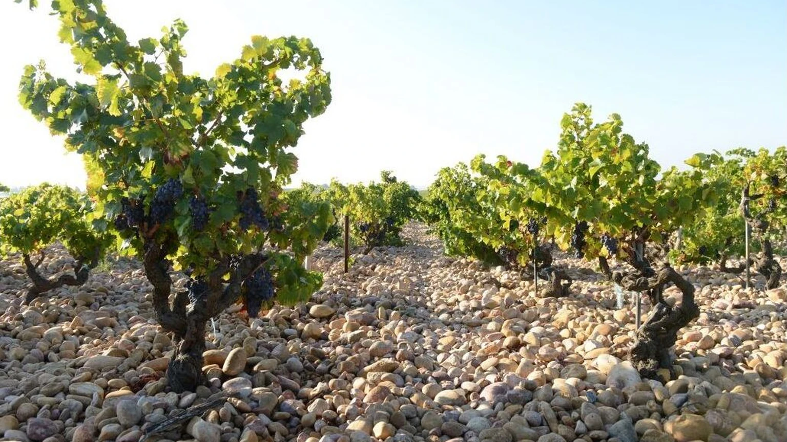 Old Grenache vines in the stone-covered soils of Domaine de la Janasse
