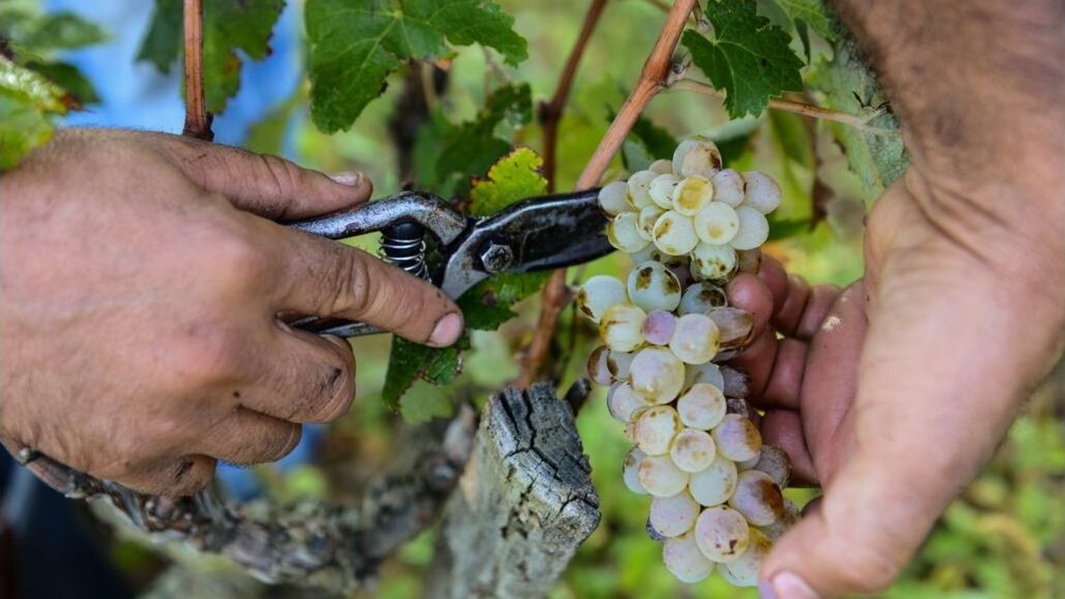 Hands harvesting grapes at Domaine de la Janasse