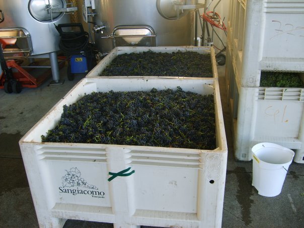 Vineyard View