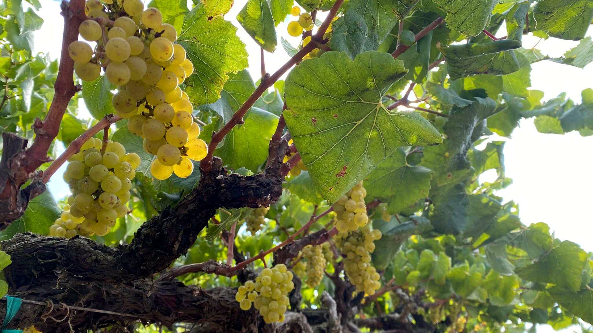 Chardonnay clusters in the Santa Maria Valley
