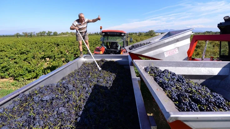 Harvest image for Domaine Janasse Châteauneuf-du-Pape fruit selection