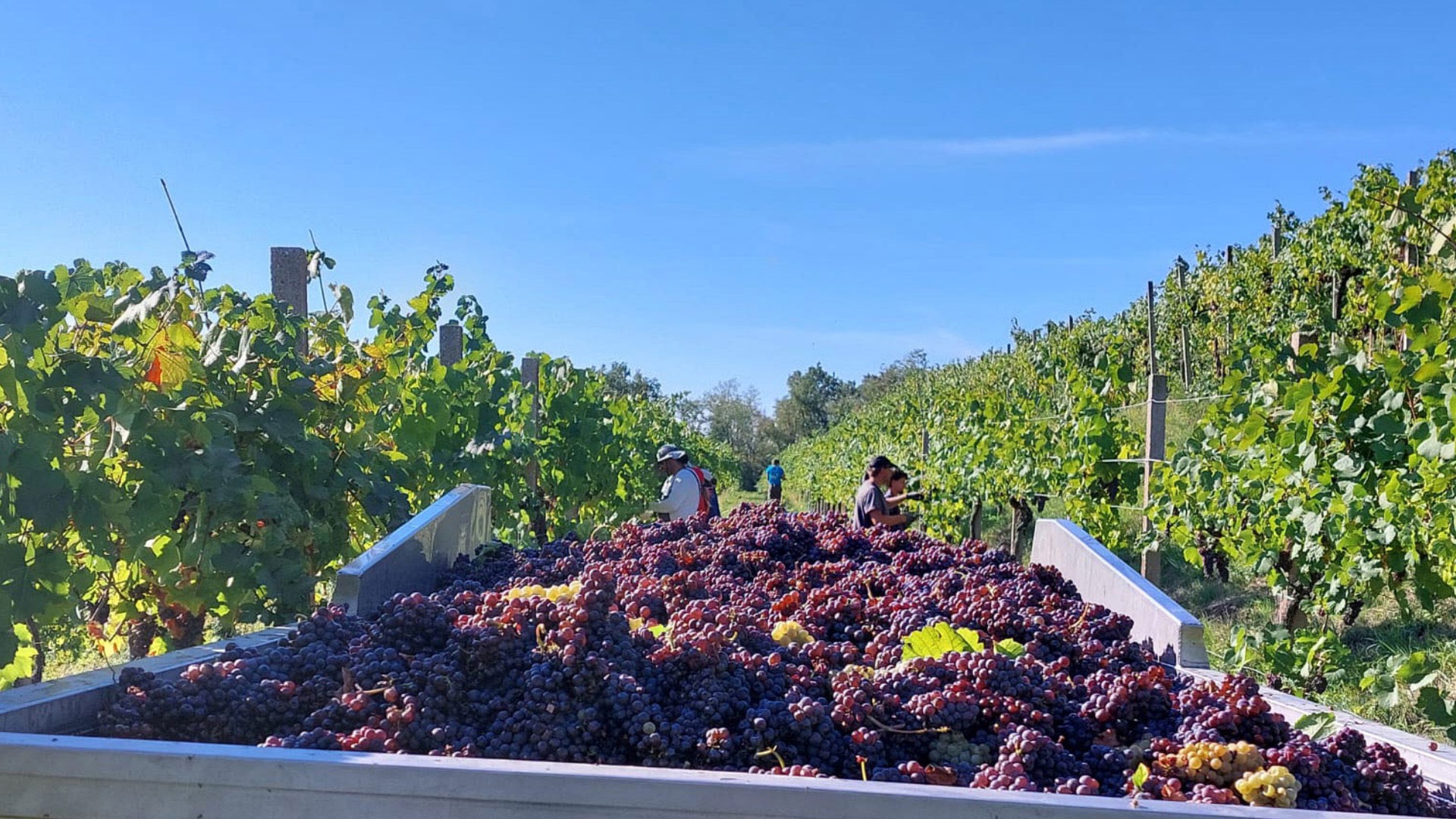 Harvest bins at the winery