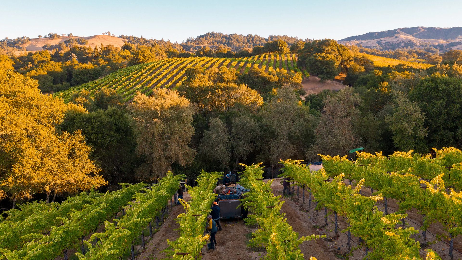 Harvest rows in Alexander Valley