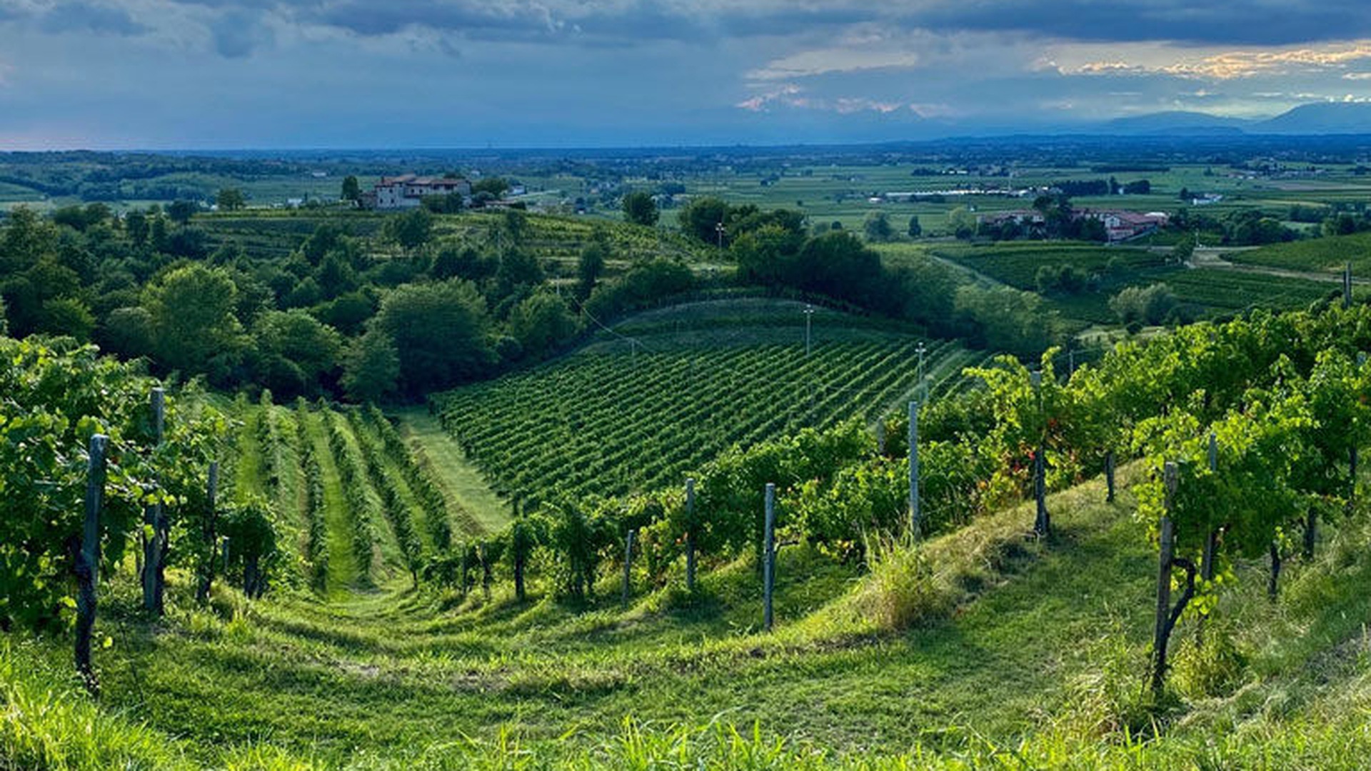 Napa hillside vineyard