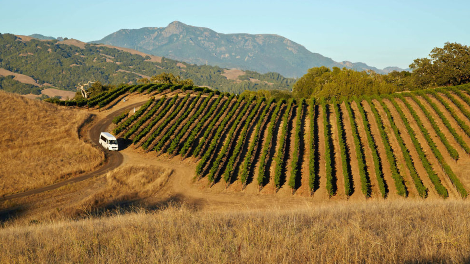 Alexander Valley mountain vineyard view