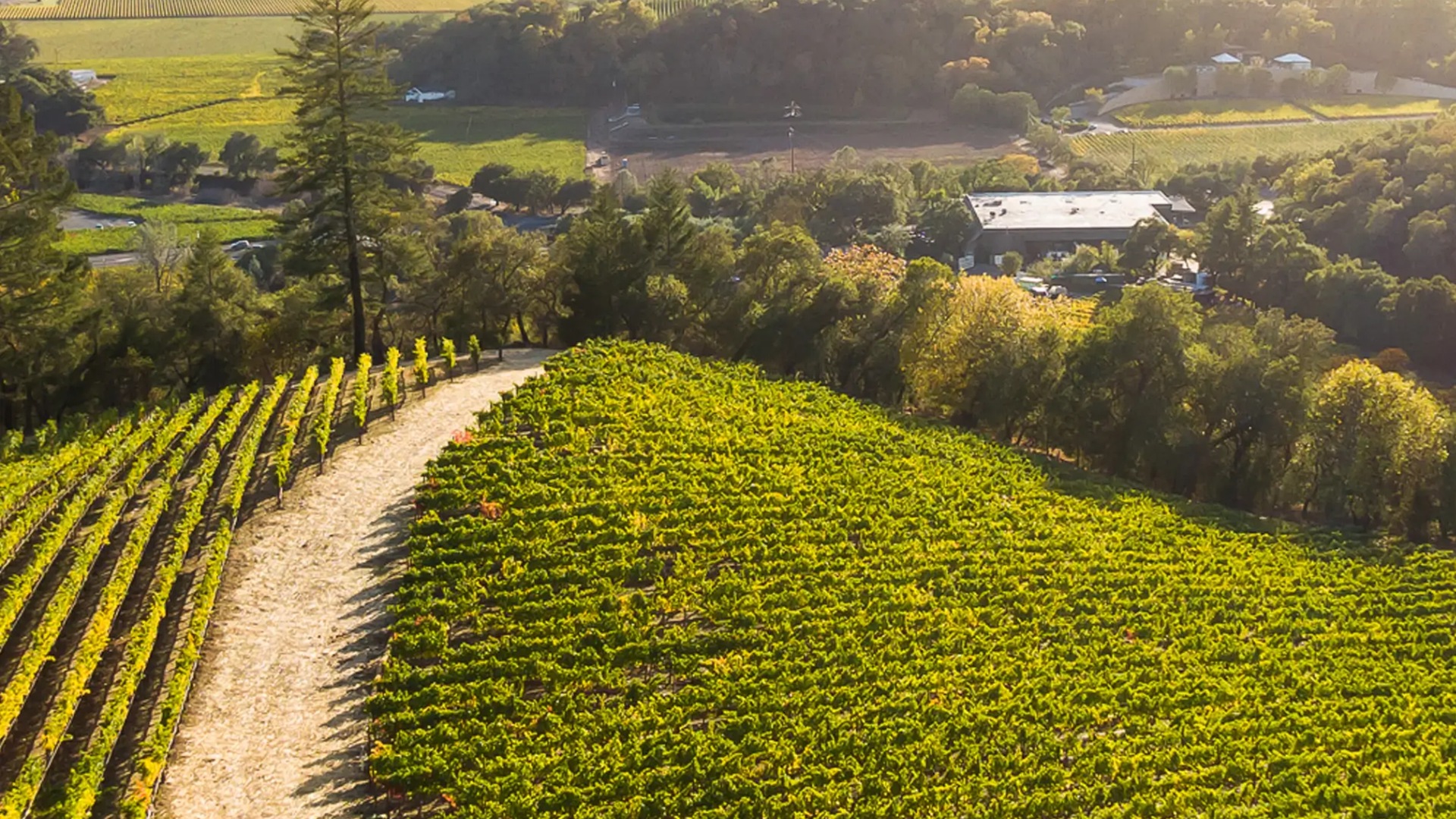 Napa Valley vineyard view