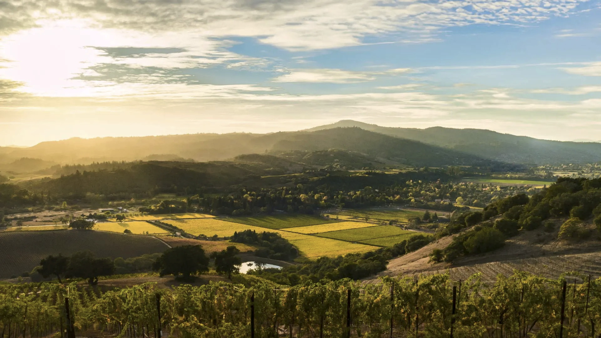 Napa Valley vineyard vista for Oakville Cabernet