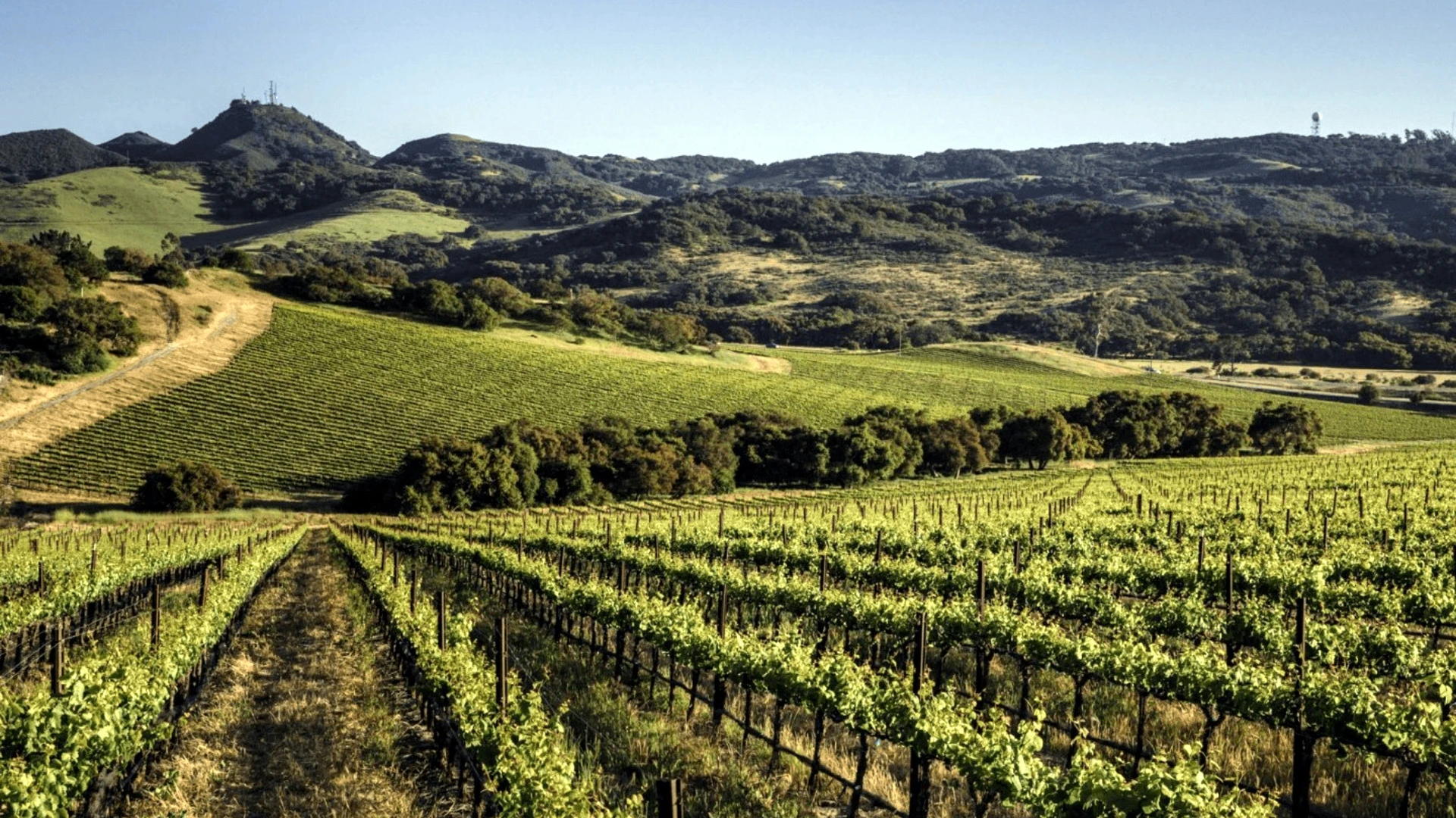 Santa Maria Valley vineyard rows