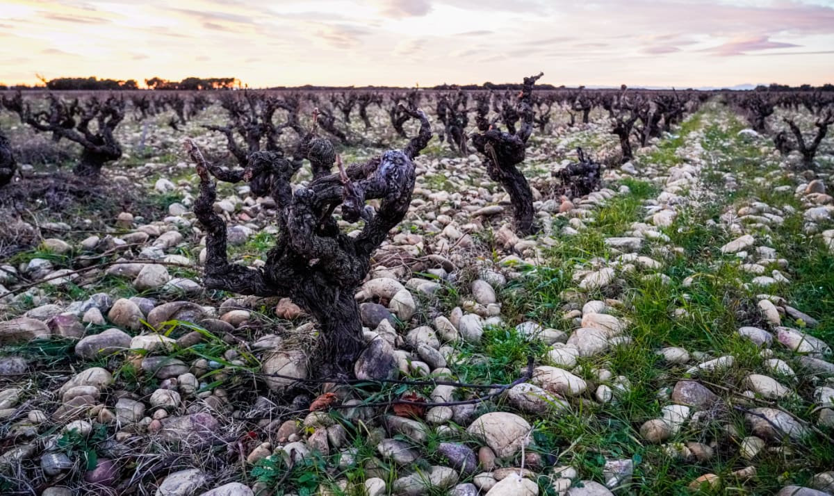 Ancient old vines at Domaine de la Janasse