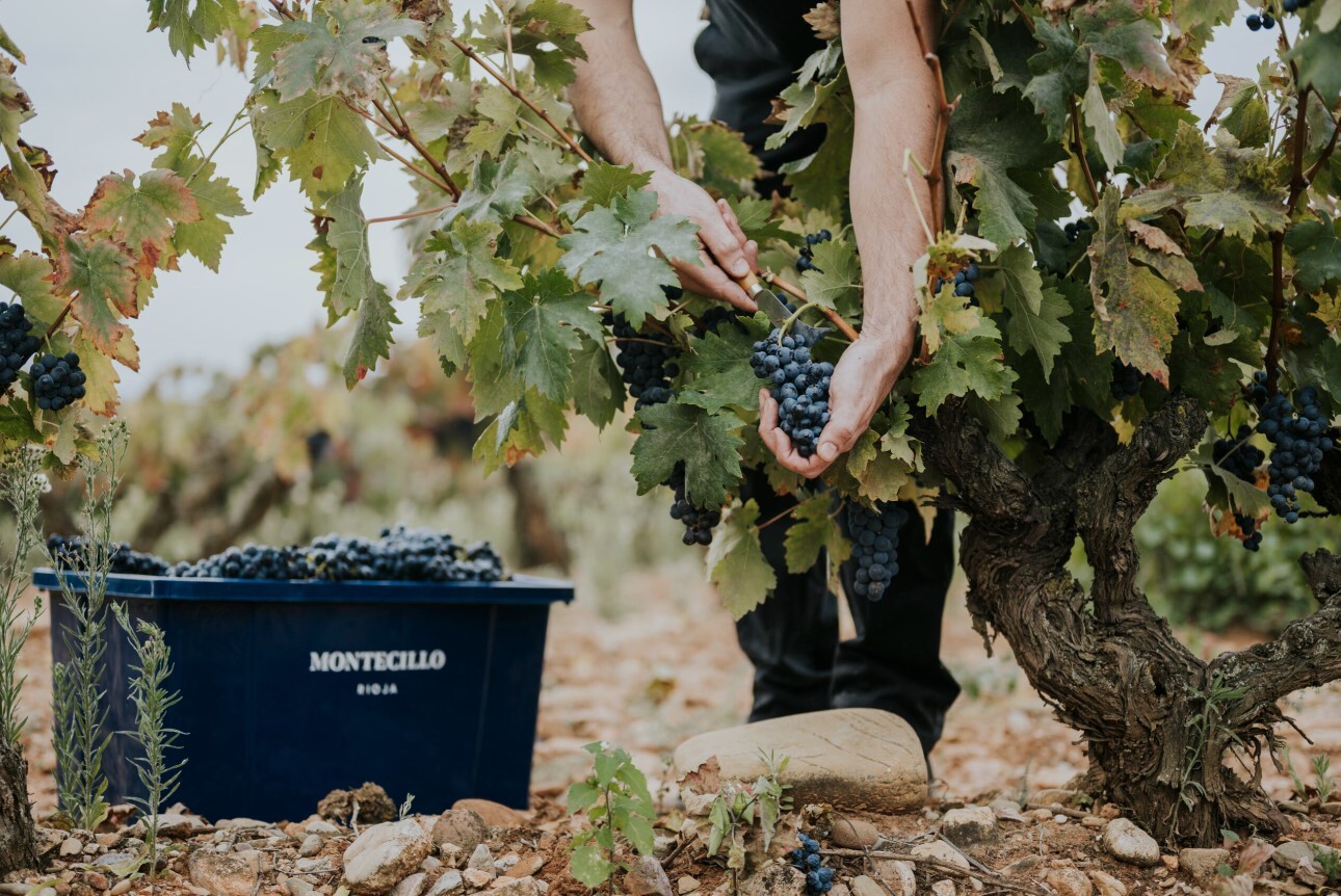 Montecillo Cellars
