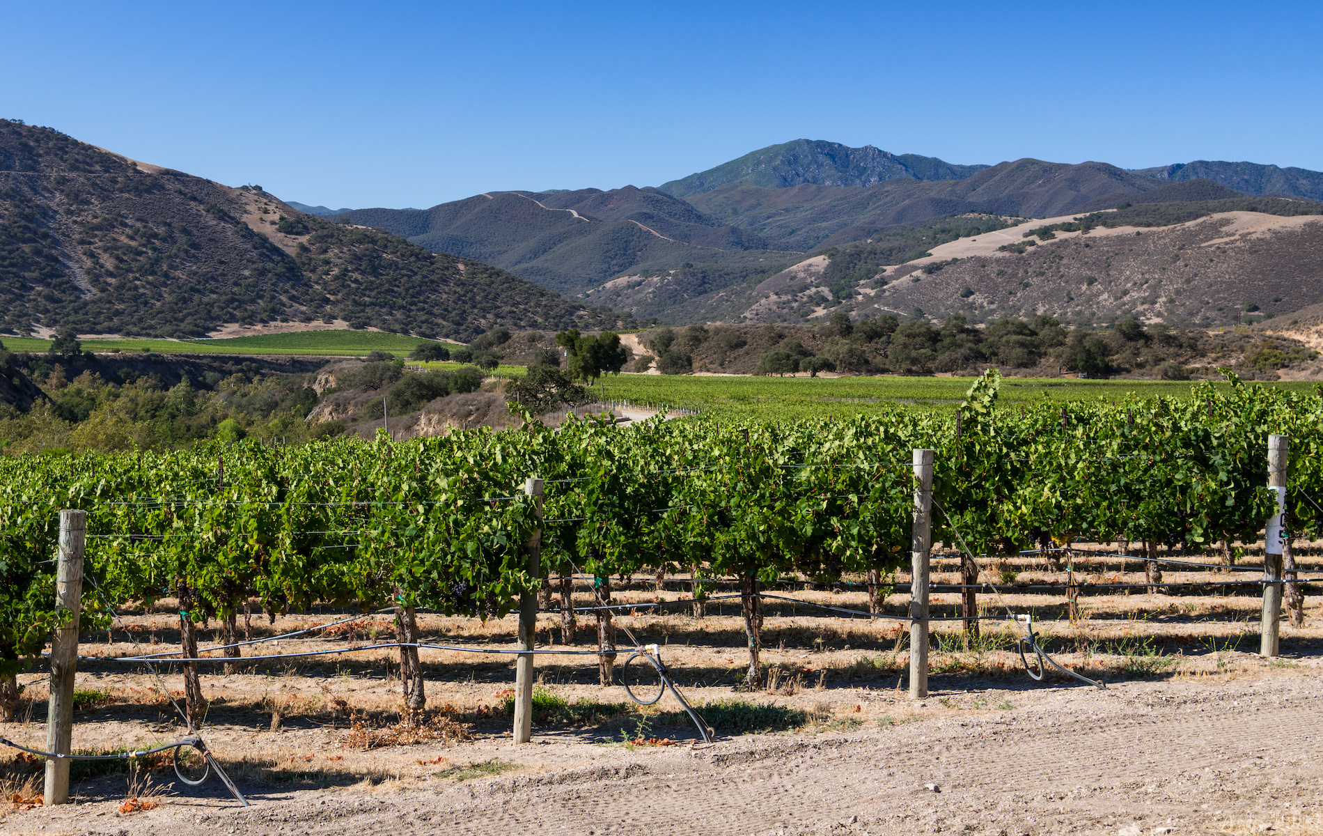 Carmel Valley Vineyard